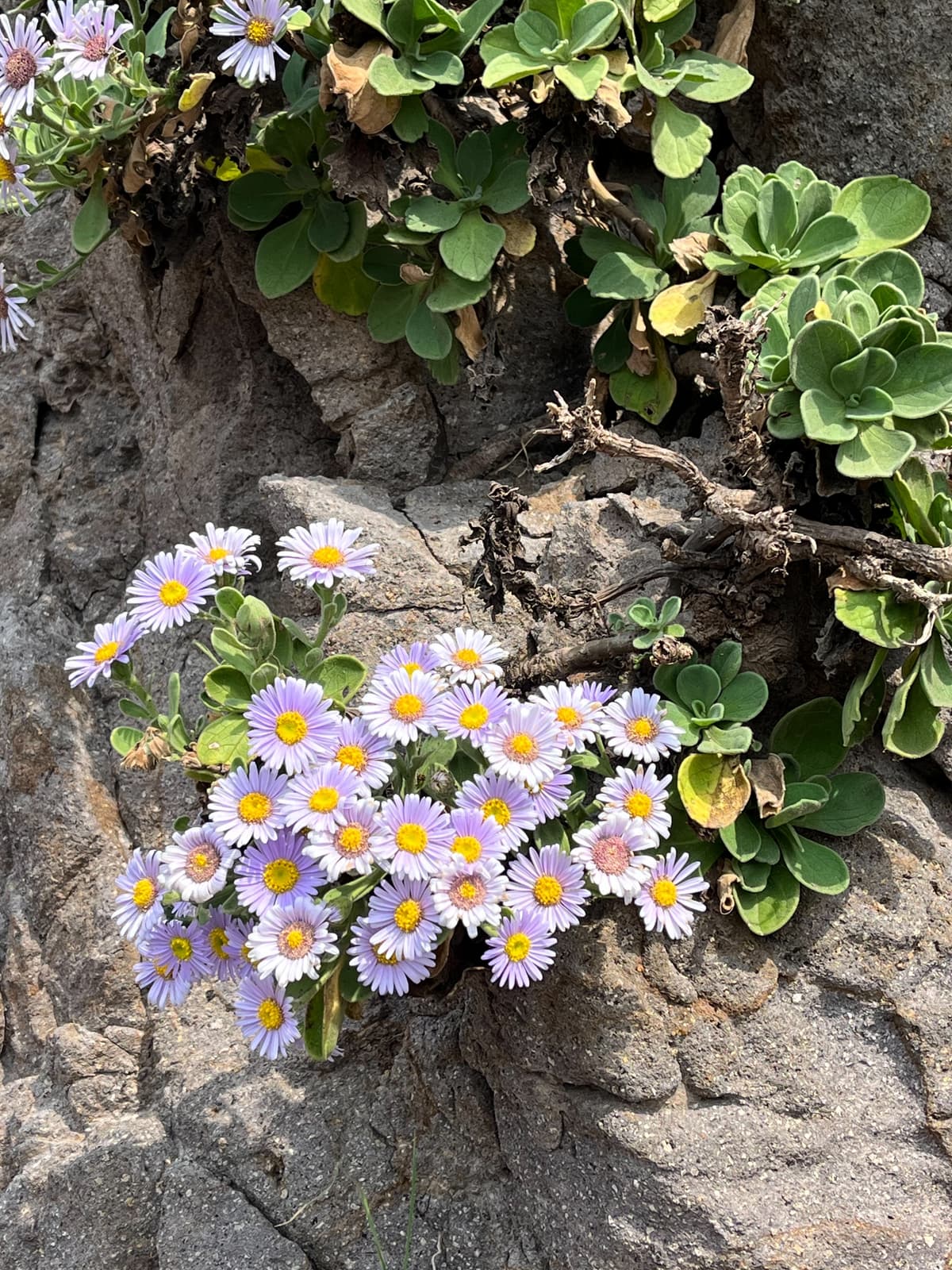 독도 해국 Dokdo, Haeguk (Seashore Aster)